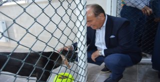 Hayvan Bakımevi Ve Rehabilitasyon Merkezi Açıldı