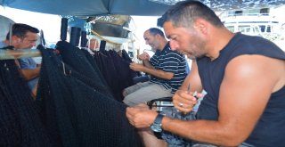 (Özel) Balıkçılardan Müjde, Denizde Bu Yıl Balık Çok