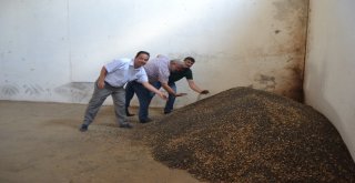 Bigada Ayçiçeği Alımı Başladı