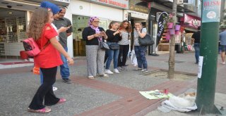 (Özel Haber) Mama İçin Dilenen Kedi Fenomen Oldu