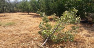 Susuzluktan Kuruyan Ağaçlarını Kesiyorlar