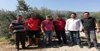 Söke Ziraat Odasından Pamukta Ballık, Zeytinde Sinek Uyarısı