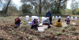 Üreticilerden Vatandaşlara: Patatesi Tarlatan Al, Stokçunun Zam Oyununu Boz