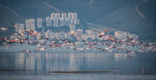 İzmir doğal yaşamla bütünleşecek