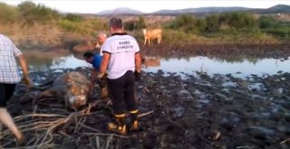 Baraj Kapakları Bu Kez İnekleri Mahsur Bıraktı