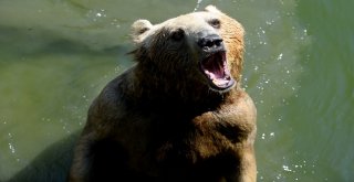 Sıcaktan Bunalan Ayıların Buzlu Meyve Keyfi