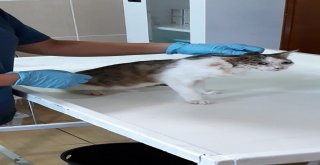 Köpeğin Isırıp Yaraladığı Kedi Tedavi Edildi