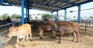Erzincanda Genç Çiftçilere Büyükbaş Hayvan Dağıtımı Yapıldı