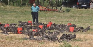 Çekirge Sürüleri Tarım Arazilerini İşgal Etti