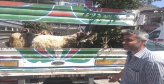 Fiyatlar Yüksek Olunca Vatandaş Keçiye Yöneldi