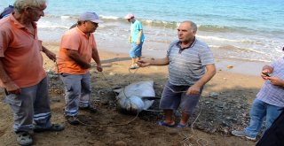 Kuyruğu Kesik Ölü Yunus Karaya Vurdu