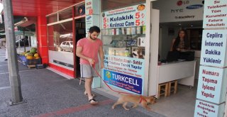 (Özel Haber) Kazancının Yüzde 10Una Kediler Ve Köpekler Ortak