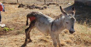 İçler Acısı Halde Bulunan Sıpa, Tedavi Altına Alındı
