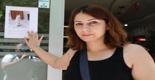 Kedisi Kayboldu, Bir Haftadır Ağlamaktan Gözleri Şişti, 5 Kilo Verdi