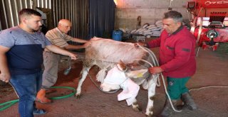 Yozgatlı Kasaptan Kurban Yatırma Tekniği