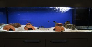 (Özel) Vanda ‘Akvaryum Müzesi Kuruldu