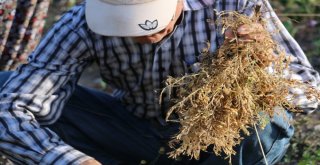 Nohut Üreticisi Verimden Bu Yıl Memnun