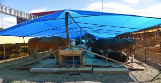 Giresun Belediyesinden Kurban Pazarı