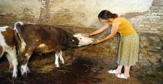 (Özel) Üniversiteli Genç Kız, Kastamonuda İmece Usulü Köy İşlerinde Çalışıyor