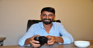 Yaralı Kargayı İyileşene Kadar Evinde Misafir Edecek