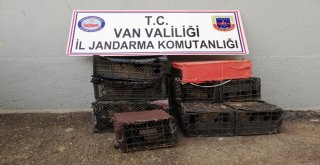 Vanda 152 Keklik Doğaya Bırakıldı