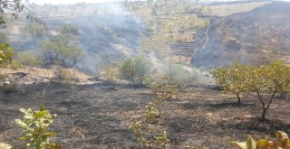 Fıstık Bağlarında Yangın