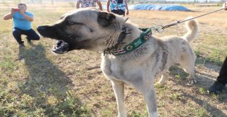Yerli Ve Milli Koruma Köpeği Kangal