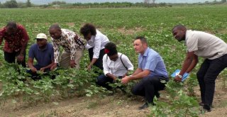 Türk Pamuğu Mozambikte De Yetişecek