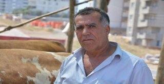 Aliağada Kurbanlıklar Alıcılarını Bekliyor