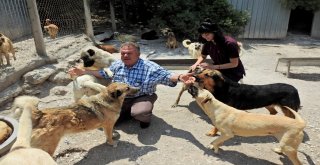 Hayvan Barınağında Olumsuz İddialara Kaymakamdan Denetleme