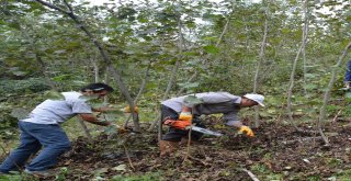 Fındık Budama Dönemi Başladı