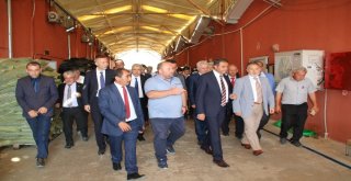 Vali Şıldak: “Altınyaylada Günde 20 Tom Mantar Yetiştiriliyor”