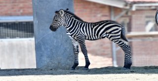 Doğal Yaşamın Yeni Maskotları: Çilli Ve Zilli