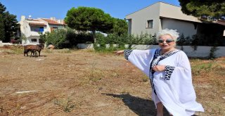 Çeşmeli Hayvanseverin Sahiplendiği Terkedilmiş Hamile At Doğurdu