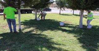 Şanlıurfada Ağaç Koruma Çalışmaları