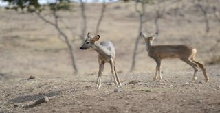 Karacalar Doğal Ortamına Bırakıldı