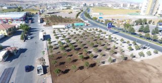 Melikgazi Anbar Mahallesinde 12 Bin Metrekarelik Alanı Çimlendirdi