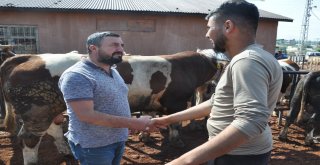 Kars Hayvan Pazarında Kurban Bayramı Hareketliliği