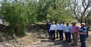 Doludan Etkilenen Tarım Arazileri İncelendi