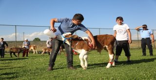 3. Geleneksel Çermik Festivalinde Erzurumun En Güzel Buzağıları Yarıştı