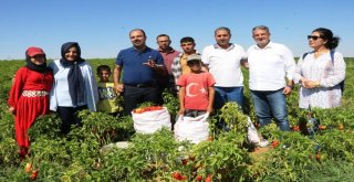 Belediye Başkanı Çiftçi İsot Hasadına Katıldı
