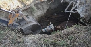 Çankırıda Fosseptik Çukuruna Düşen İnek Kurtarıldı