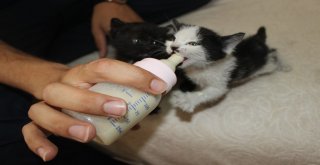 Yavru Kedileri Biberonla Büyütüyor