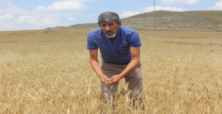 Biçerdöverler Tarlaya Girdi, Hasat Yüzleri Güldürdü