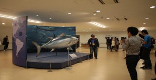 Tokyonun Yeni Balık Pazarına Ziyaretçi Akını