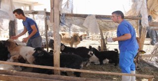 Siirtte Aşılama İle Hayvan Ölümleri Minimuma İndirildi