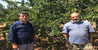 Organik Badem Büyük Rağbet Görüyor