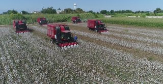 Antalyada Beyaz Altında Hasat Başladı