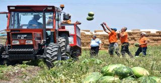 Hükümlüler Karpuz Üretti, Müşterisi Hakim Savcılar Oldu