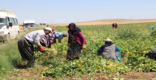 Türkiyenin İlk Fasulye Hasadı Niğdede Başladı